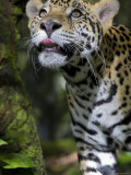 Wildlife in Belize, Jaguar Photographic Print by Jane Sweeney