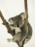 Australia, Queensland, Lone Pine Koala Sanctuary, Koala Photographic Print by Walter Bibikow