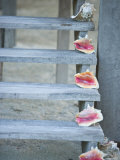 Steps, Caye Caulker, Belize Lámina fotográfica por Russell Young