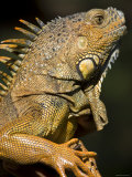 Belize, San Iguacio, Green Iguana Photographic Print by Jane Sweeney