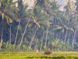 Man Ploughing, Candidasa, Eastern Bali, Indonesia Photographic Print by Peter Adams