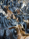 Goats, Near Antalya, Mediterranean Coast, Turkey Photographic Print by Gavin Hellier
