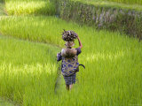 Man Carrying Firewood and Coconuts Through Rice Paddies, Bali, Indonesia Photographic Print by Peter Adams