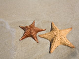 Panama, Bocas Del Toro Province, Colon Island Star Beach, Starfish Photographic Print by Jane Sweeney