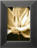 Radiance III Posters by Cinzia Ryan
