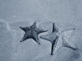 Panama, Bocas Del Toro Province, Colon Island Star Beach, Starfish Photographic Print by Jane Sweeney