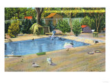 Bridgeport, Connecticut - Beardsley Park View of Waterbirds Prints