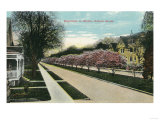 Rochester, New York - Oxford Street Magnolias in Bloom Poster