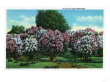 Rochester, New York - Highland Park Lilacs in Bloom Pósters