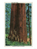Boy Scout Tree on Redwood Highway - Redwoods, CA Prints Boy Scout Tree on Redwood Highway - Redwoods, CA Prints