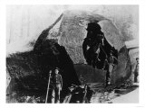 Lumberjacks Inside a Redwood Tree - Humboldt County, CA Prints