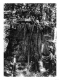 Lumberjacks prepairing Fir Tree for St. Louis World's Fair Photograph - Washington State Posters