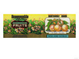 Honeysuckle Cherry Label - San Francisco, CA Posters