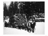 Logs being hauled on a Sleigh by a Team of Horses Photograph - Alaska Posters
