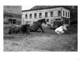 Main Street View with Car and Horses - Chilina, AK Photo