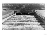 Fish Ladder at Bonneville Dam, OR Photograph - Bonneville Dam, WA Posters