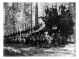 Mariposa Grove Fallen Tree, 6th Calvery Surrounding Photograph - Yosemite, CA Art
