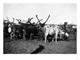 Herd of Reindeer in Alaska Photograph - Alaska Prints