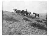 Lone Cowboy with Stray Horses Photograph - Texas Art
