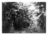 Man Standing in Grove of Banana Trees Photograph - Cuba Photo