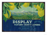 Display Lemon Label - Ventura, CA Posters