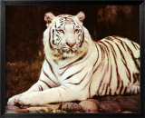 Tigre blanco sentado Pósters por Ron Kimball Tigre blanco sentado Pósters por Ron Kimball