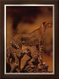 African Cheetah Prints by Gerry Ellis