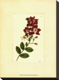 Red Curtis Botanical II Stretched Canvas Print