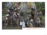 View of Boole, the Largest Tree in the World - Fresno County, CA Posters