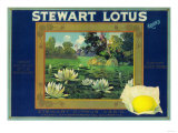Stewart Lotus Lemon Label - Upland, CA Poster