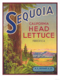 Sequoia Vegetable Label - Watsonville, CA Prints Sequoia Vegetable Label - Watsonville, CA Prints