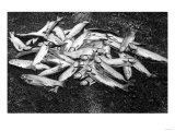 Rogue River Valley, Oregon catch of Trout Photograph - Rogue River, OR Print
