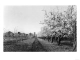 Rogue River Valley, Oregon Pear Orchard Photograph - Rogue River, OR Prints