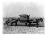 Sedan Chair Carried by Mules in China Photograph - China Poster