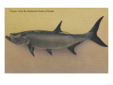 Tarpon Fish from SW Coast of Florida - Florida Print
