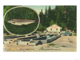 View of Trout Haven Hatchery - Gasquet, CA Posters