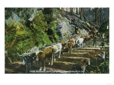 View of Ox-Teams Hauling Logs - Humboldt County, CA Posters View of Ox-Teams Hauling Logs - Humboldt County, CA Posters