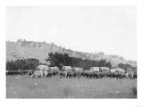 Ox Trains between Sturgis and Deadwood Photograph - Black Hills, SD Posters