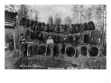 Anchorage, Alaska - View of Beaver Pelts and Trappers Posters