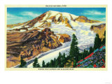 Wildflowers and Glaciers, Rainier National Park - Rainier National Park Prints