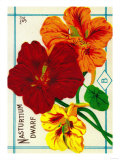 Nasturtium Seed Packet Posters