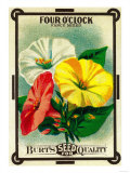 Four O'Clock Seed Packet Photo