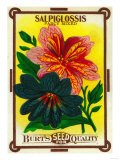 Salpiglossis Seed Packet Posters