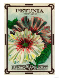 Petunia Seed Packet Photo