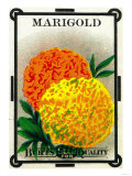 Marigold Seed Packet Posters