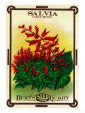 Salvia Seed Packet Posters