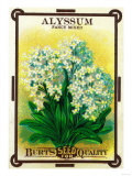 Alyssum Seed Packet Posters