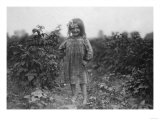 Young Girl Berry Picker Photograph - Rock Creek, MD Posters