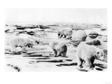 Alaska View of 6 huge Polar Bears Hunting Photograph Pósters
