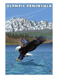 Olympic Peninsula, Washington - Fishing Eagle Posters